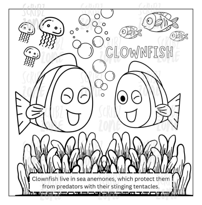 clownfish - coloring book - My color adventure: sea animals